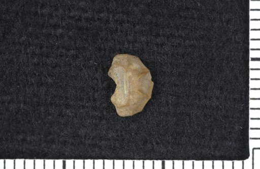 Engoniarthrum granulosum Moore