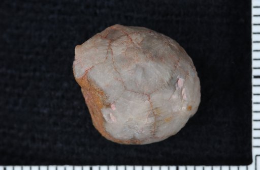 Palaeocrinus hudsoni Sinclair