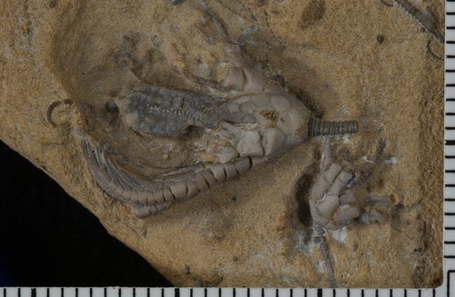 Amphelecrinus sacculatus Laudon & Severson