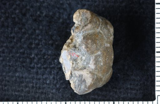 Perimestocrinus pumilis Moore & Plummer