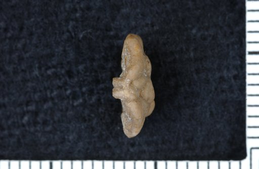 Galateacrinus allisoni Moore