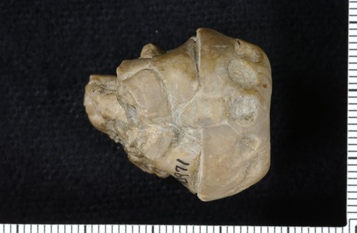 Delocrinus abruptus Moore & Plummer