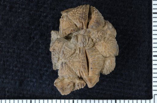 Pachylocrinus bellirugosus Moore