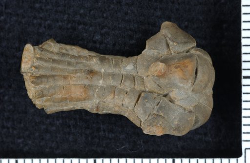 Plaxocrinus politus Moore