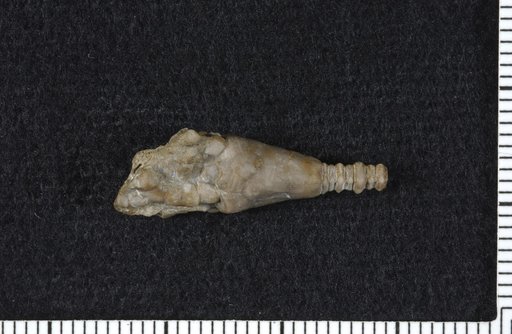 Atractocrinus campanulatus Kirk