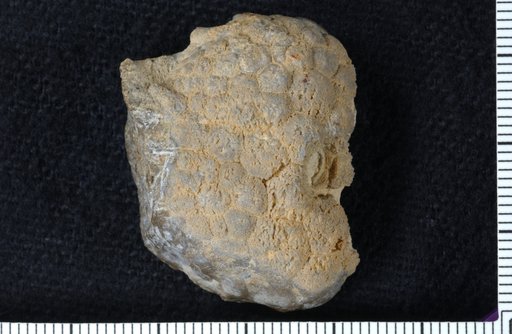 Pararchaeocrinus convexus Brower & Veinus