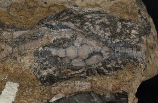 Carinocrinus stevensi Laudon