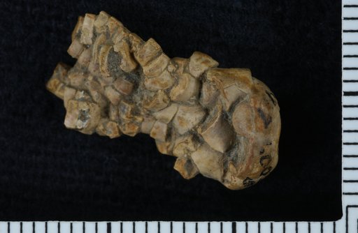 Apographiocrinus typicalis Moore & Plummer