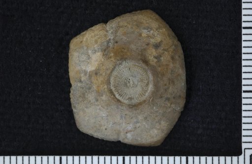 Pentanobasis regularis Moore