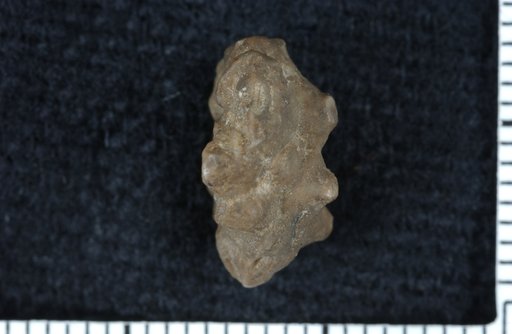 Utharocrinus topekensis Moore