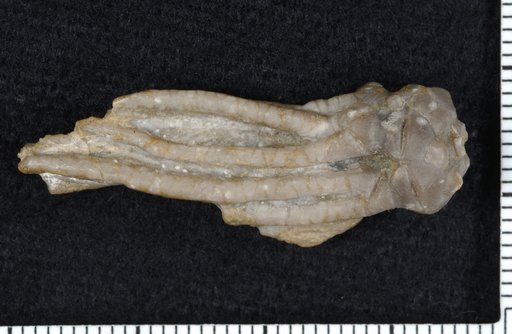 Cymbiocrinus romingeri Kirk