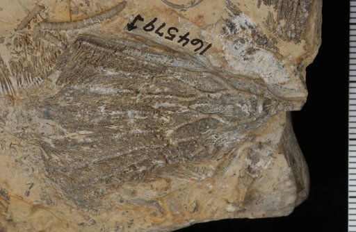 Alisocrinus tetrarmatus Brower