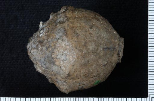 Pithocrinus cooperi Kirk