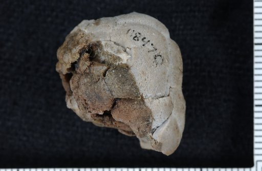 Platycrinites nactus Bowsher & Strimple