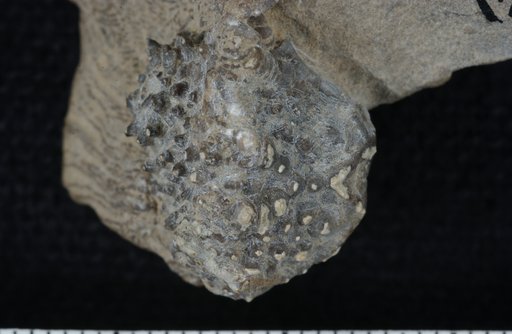 Rhodocrinites priminodosus Laudon & Severson