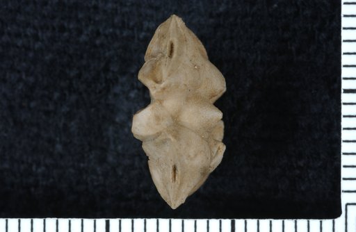 Utharocrinus quinquacutus Moore