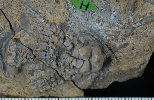Tholocrinus foveatus Strimple