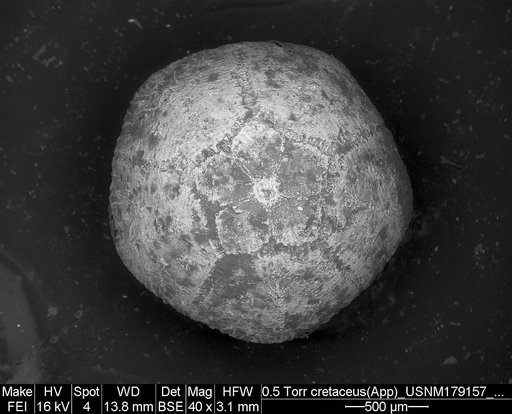 Applinocrinus cretaceus (Bather, 1924)