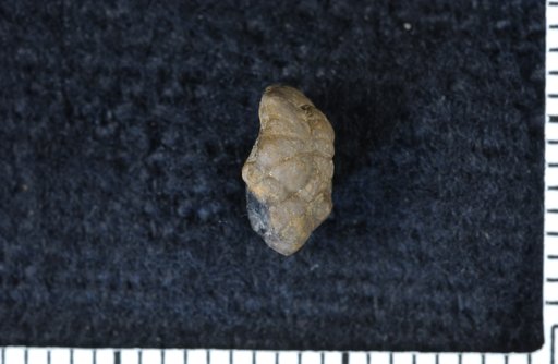Perimestocrinus teneris Moore & Plummer