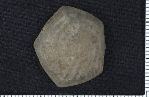 Schedaglaopolygonum corrugatum Moore