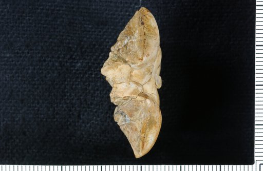 Zeacrinus robustus Beede