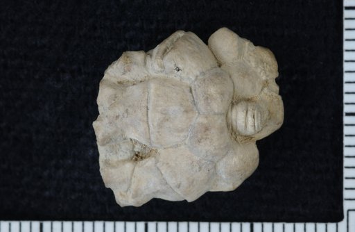 Pachylocrinus twenhofeli Moore