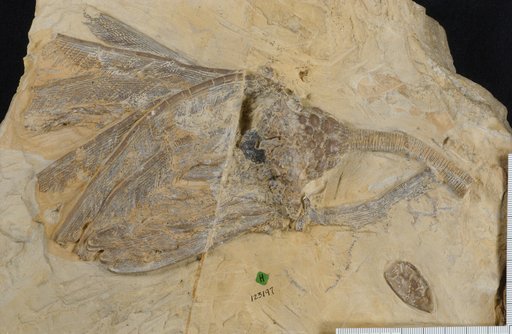 Cactocrinus magnidactylas Laudon & Severson