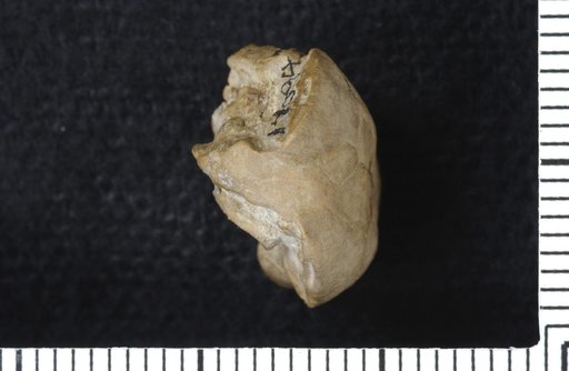 Laudonocrinus cucullus Moore & Plummer
