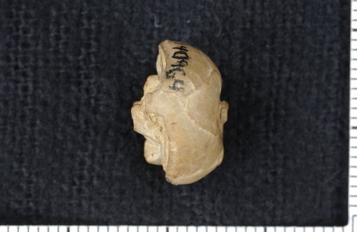 Delocrinus bispinosus Moore & Plummer