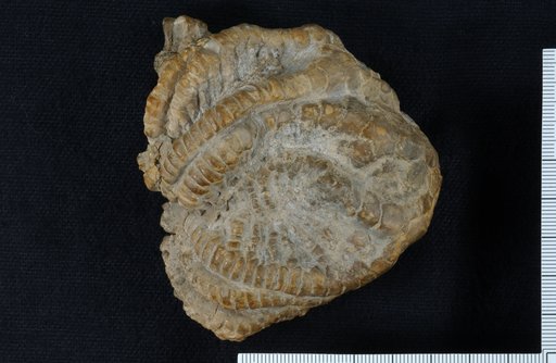 Synerocrinus farishi Laudon