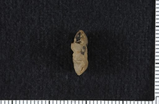 Athlocrinus clypeiformis Moore & Plummer