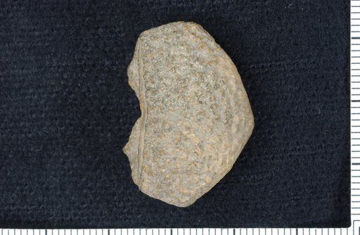 Ethelocrinus papulosus Moore & Plummer