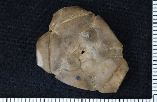 Oklahomacrinus supinus Moore
