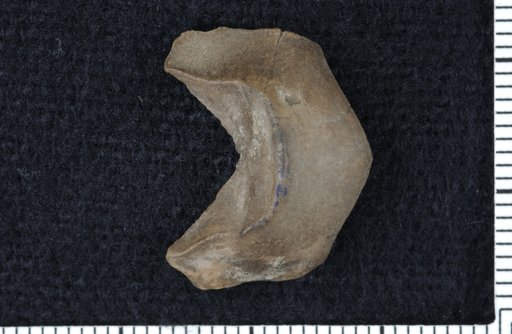 Hoplarthrum canalis Moore