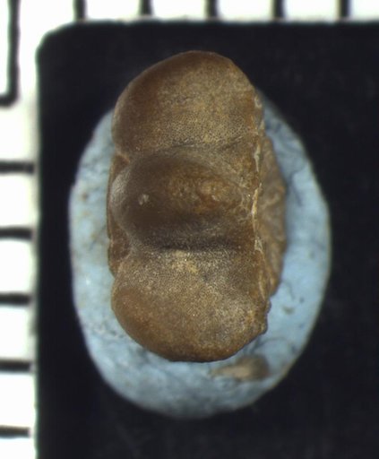 Allagecrinus dignatus Moore