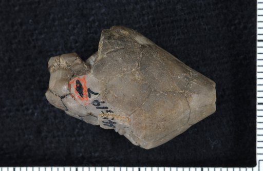 Hydriocrinus rosei Moore & Plummer