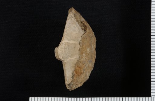 Cibolocrinus regalis Moore & Plummer