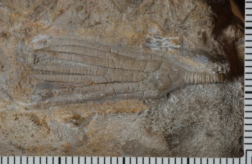 Amphelecrinus madisonensis Laudon & Severson