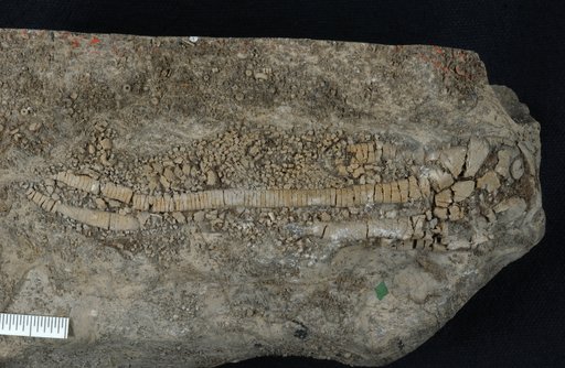 Scytalocrinus dunlapi Laudon