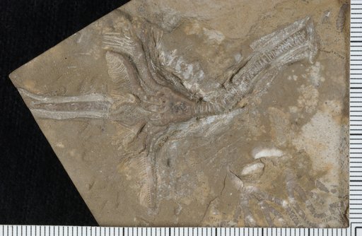 Batocrinus gallatinensis Laudon & Severson