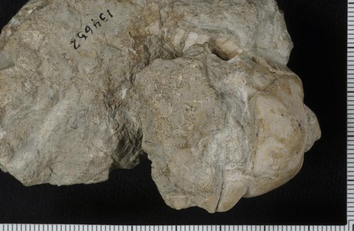 Delocrinus densus Strimple