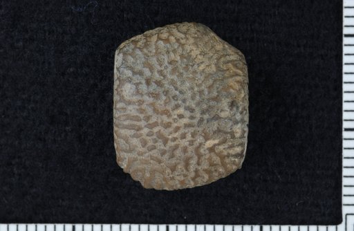 Lophaglaopolygonum tenuirugosum Moore