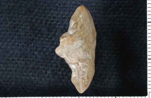 Plaxocrinus orthodoxus Moore