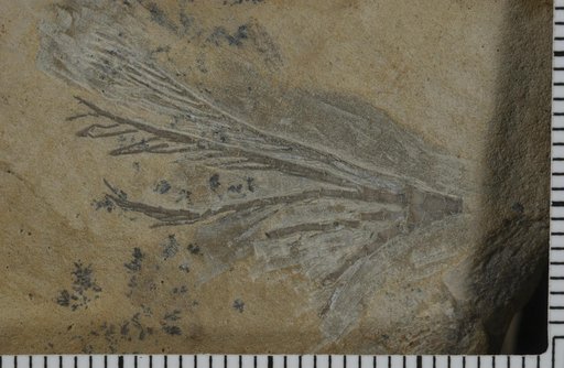 Bridgerocrinus fairyensis Laudon & Severson