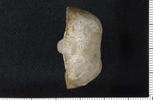 Delocrinus admirensis Strimple