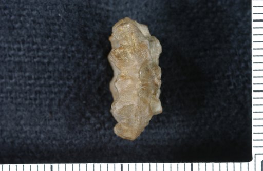 Apollocrinus geometricus Moore & Plummer