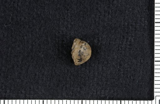 Agassizocrinus caliculus Moore & Plummer
