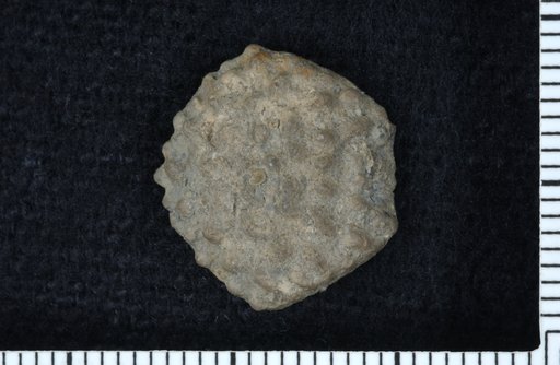 Ethelocrinus costalis Moore & Plummer