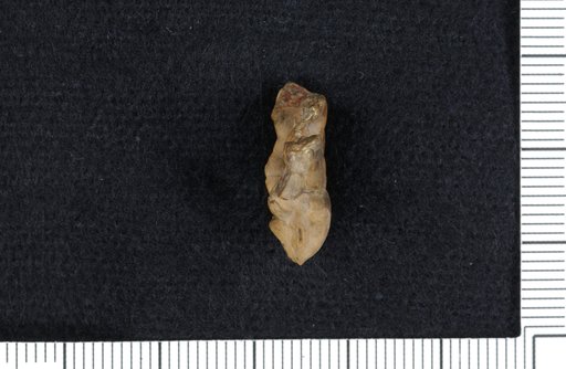 Aatocrinus cavumbilicatus Moore & Plummer