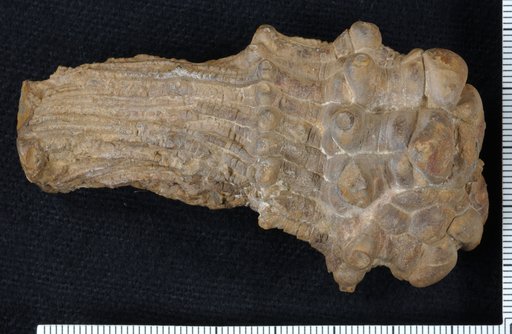 Pirasocrinus scotti Moore & Plummer